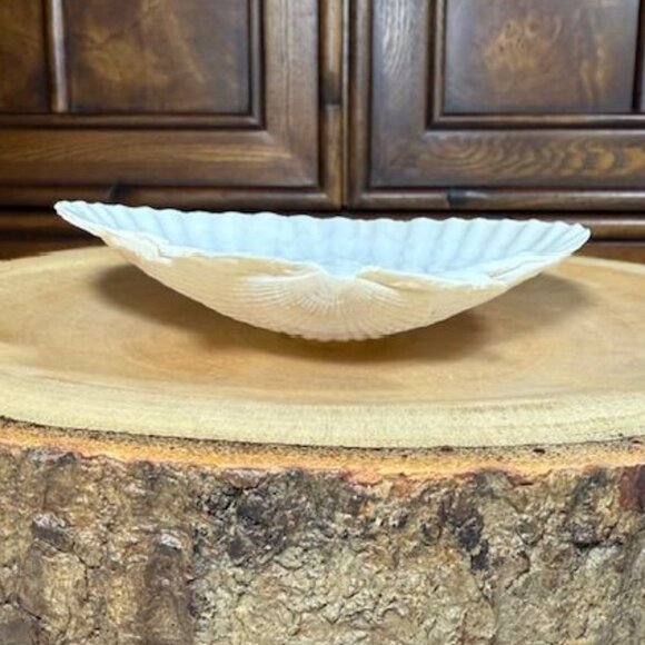 NWOT Set of 4 Nantucket Seafood Natural Baking Sea Shells 4.5" - 5" - Picture 13 of 15